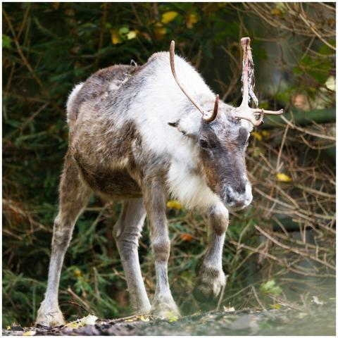 A reindeer gracefully walking amidst a lush forest