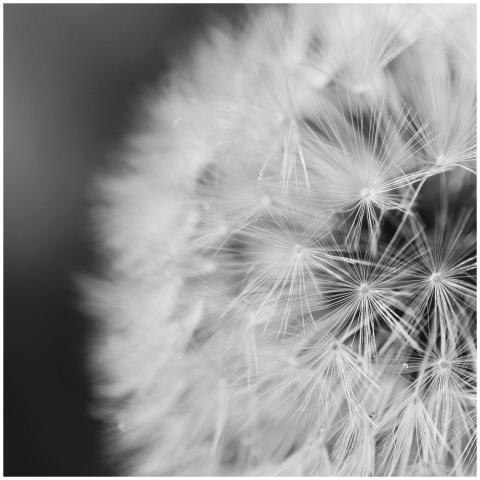 Delicate black and white macro of a dandelion, cap