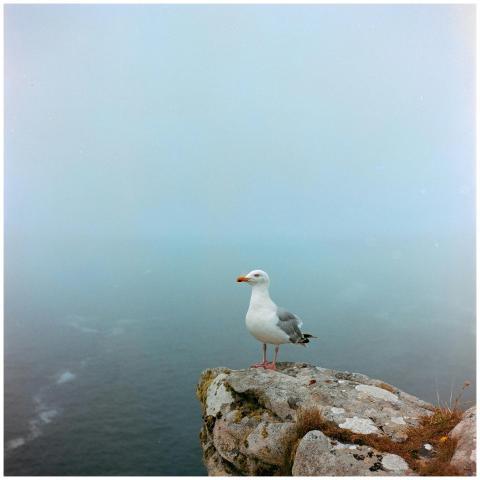 A lone seagull perched on a foggy cliff with the o