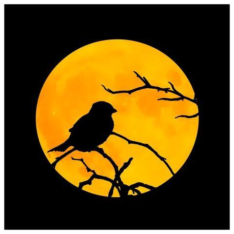 Bird Animal Silhouette Moon