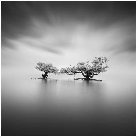 Long exposure monochrome photograph of trees in a
