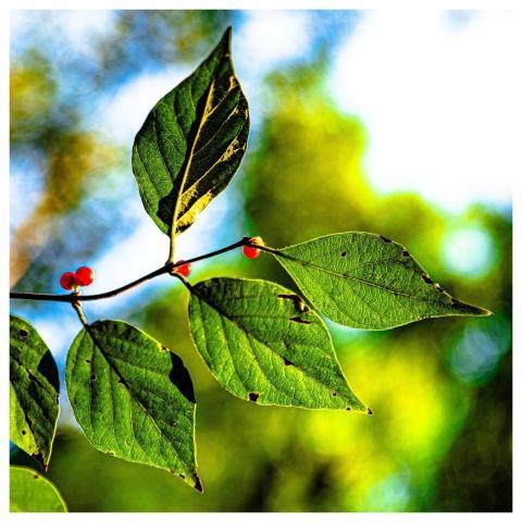 Autumn August Plant Beautiful Flowers