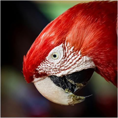 Vivid close-up of a red macaw bird showcasing its