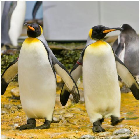 Close-up of King Penguins walking on rocky terrain