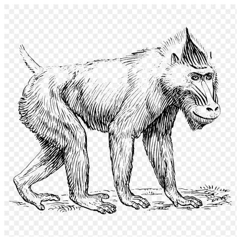Mandrill monkey png clipart, animal