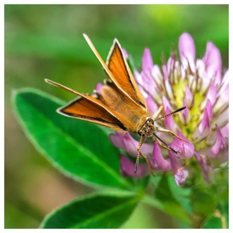 Skipper Butterfly Insect Close Up