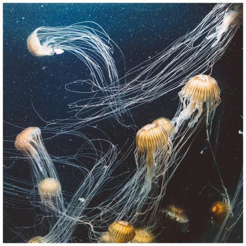 A stunning underwater view of jellyfish gracefully