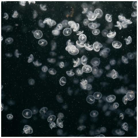 A captivating display of jellyfish gracefully swim