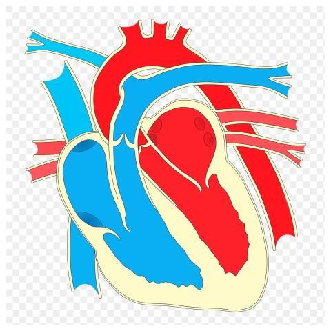 Heart diagram png sticker, health
