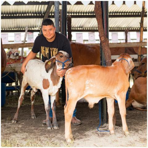 A joyful farmer petting calves in a Santa Rosa de