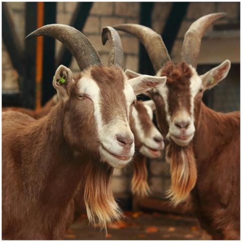 Free stock photo of animals, boerderijdieren, brow