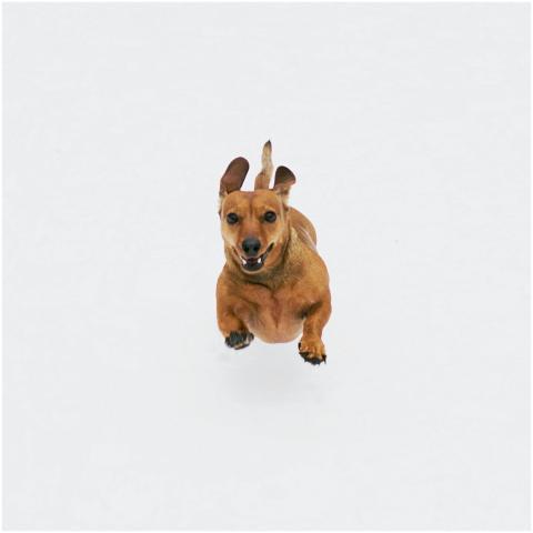 Playful dachshund captured mid-run on a white back