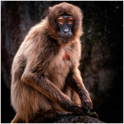 Detailed portrait of a Gelada baboon with expressi