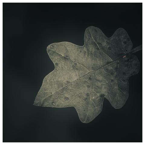 Nature Leaf Foliage Floral Background