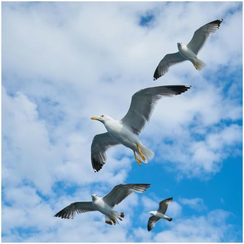 Seagulls gracefully flying against a bright blue s