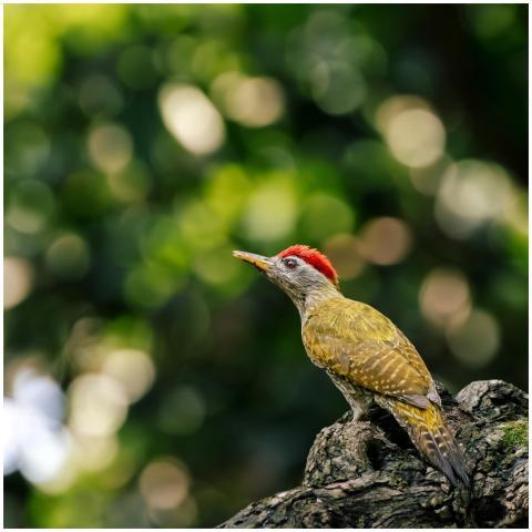 Close-up of a woodpecker perched on a tree in Purb