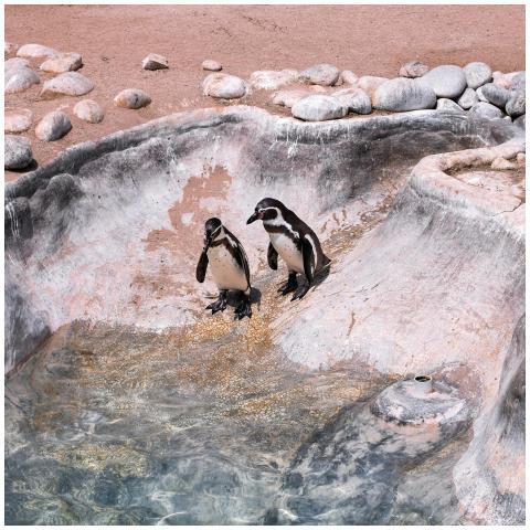Two Humboldt penguins resting by a rocky pool in C