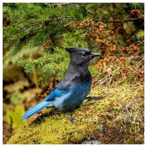 Jay Bird Perched Animal