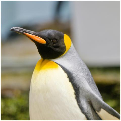 A detailed view of a King Penguin, featuring its v