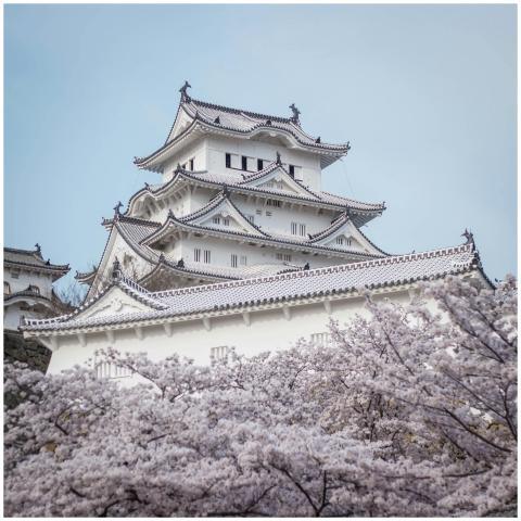 Stunning view of Himeji Castle surrounded by cherr