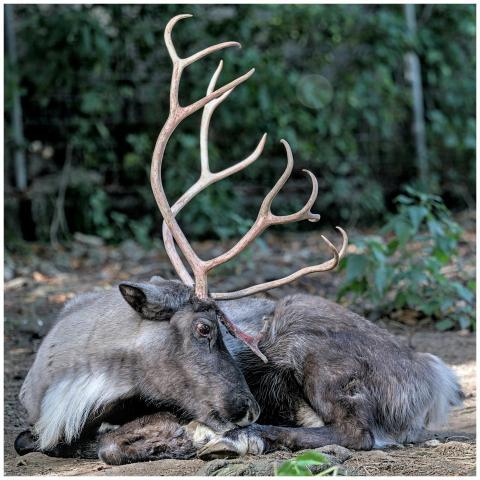 A tranquil reindeer relaxing in its natural habita