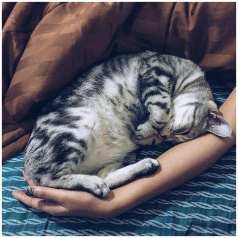 A serene image of a gray tabby cat sleeping soundl
