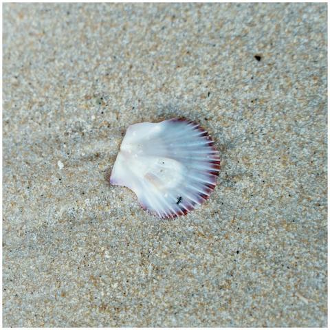 Close-up of a seashell resting on the sandy beach