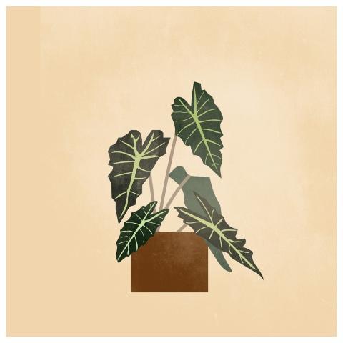 Plants Boho Bohemian Drawing