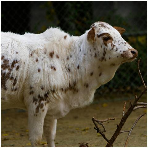 Close-up of a spotted calf in an outdoor environme