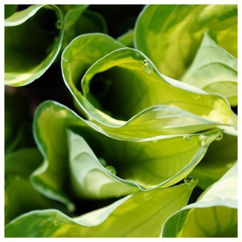Hosta Dew Drops Droplet Foliage