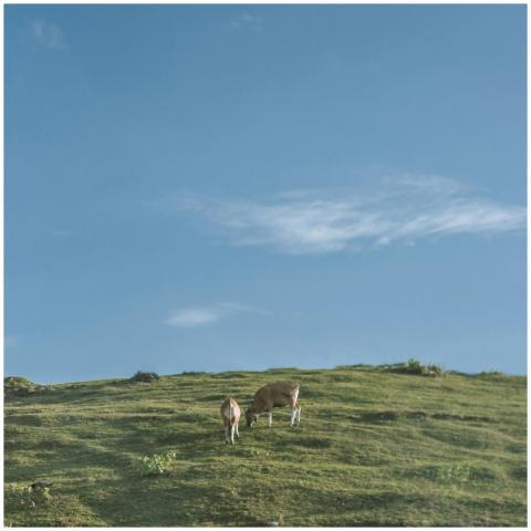 Peaceful landscape with two cows grazing on a gras