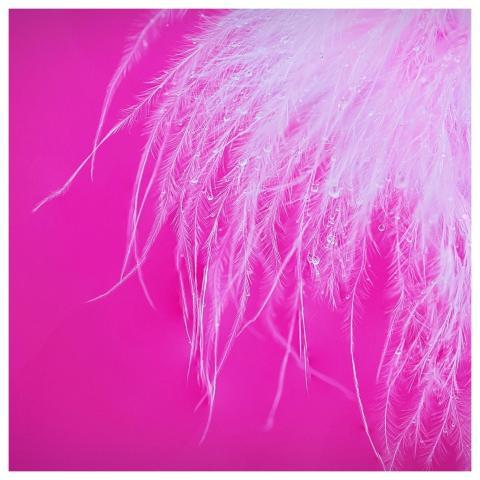 Macro Feather Water Droplets Abstract