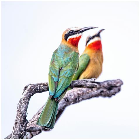Two vibrant white-fronted bee-eaters perched on a