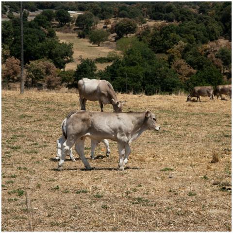 Cows peacefully grazing in a sunlit field in rural