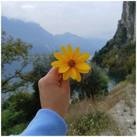 Yellow Flower Handheld Against