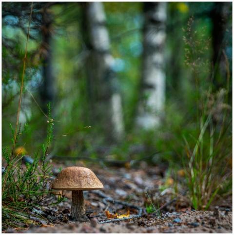 Detailed view of a wild mushroom in a lush forest