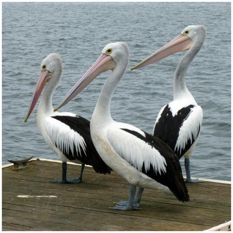 Three Australian pelicans with long beaks standing