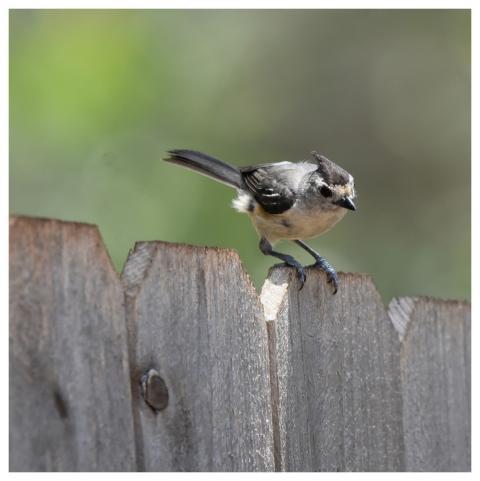 Tufted Titmouse Bird Nature Wildlife