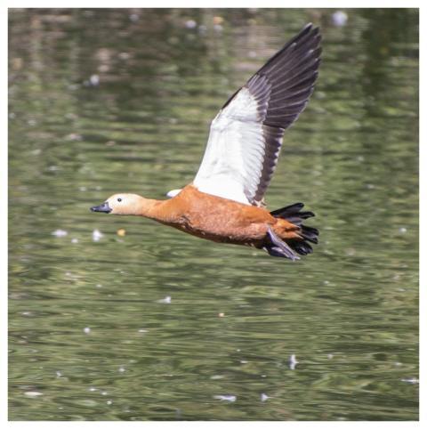 Duck Waterbird Ornithology Flying