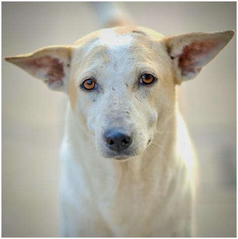 Free stock photo of active dog, adorable dog, dogg