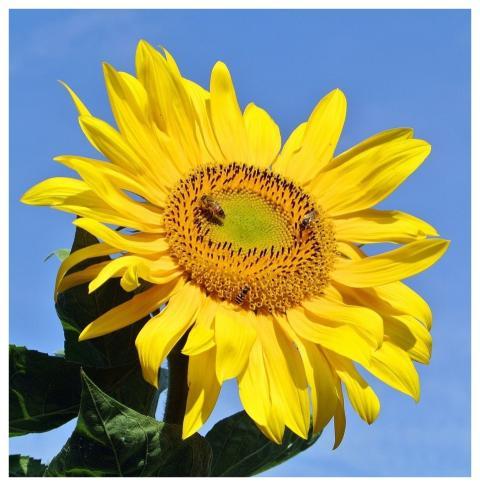 Sunflower Nature Flower Flora