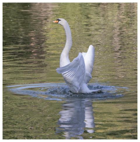 White Swan Swan Bird Water