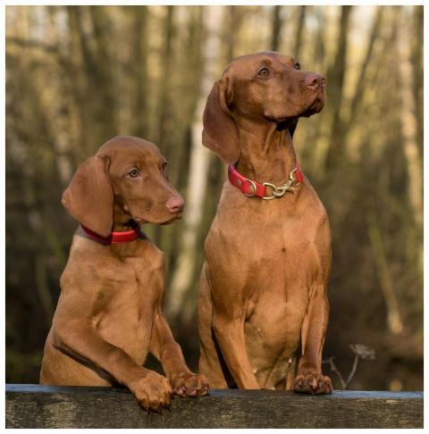 Two adorable Vizslas with red collars posing toget