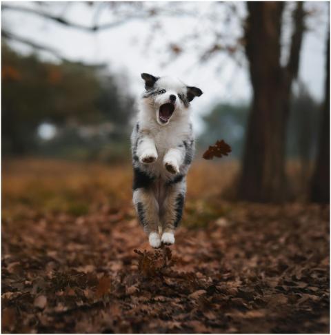 Joyful Border Collie Puppy