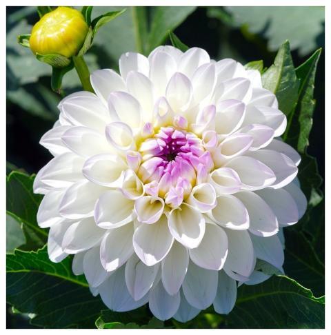 Dahlia Nature Blossom Flower Background