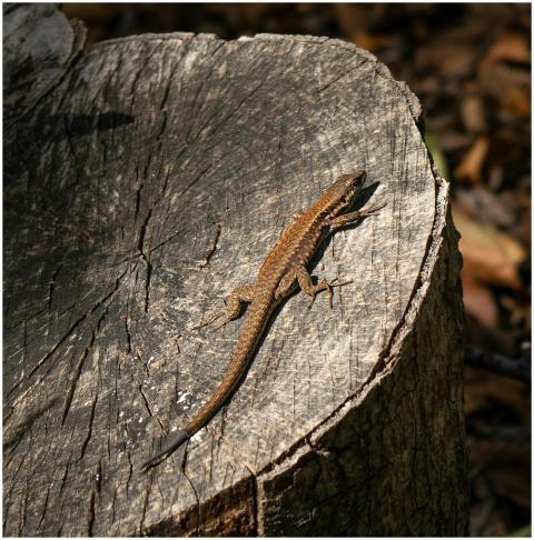 A lizard basking in the sun on a tree stump, captu