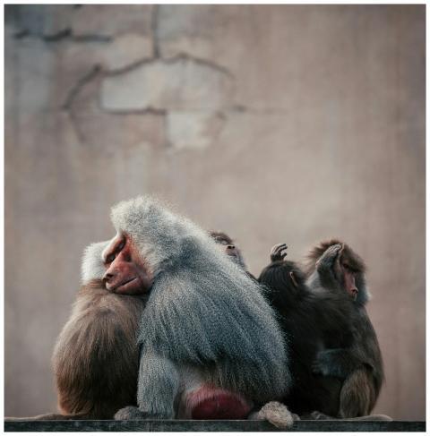 Close-up of a baboon group displaying social behav
