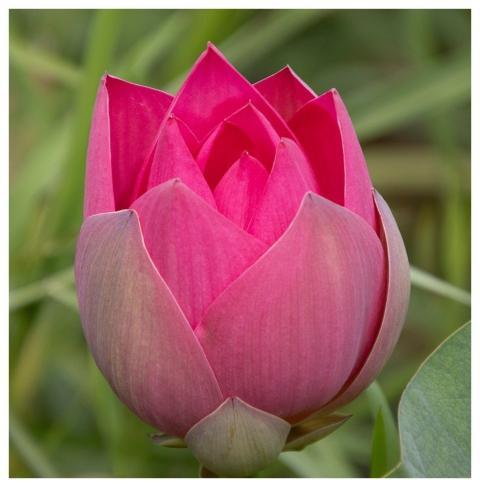 Lotus Flower Pink Petals