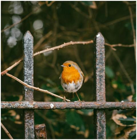 A European Robin sits on a weathered metal fence s