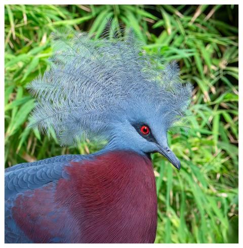 Bird Red Breast Red-Breasted Crowned Pigeon Wildli
